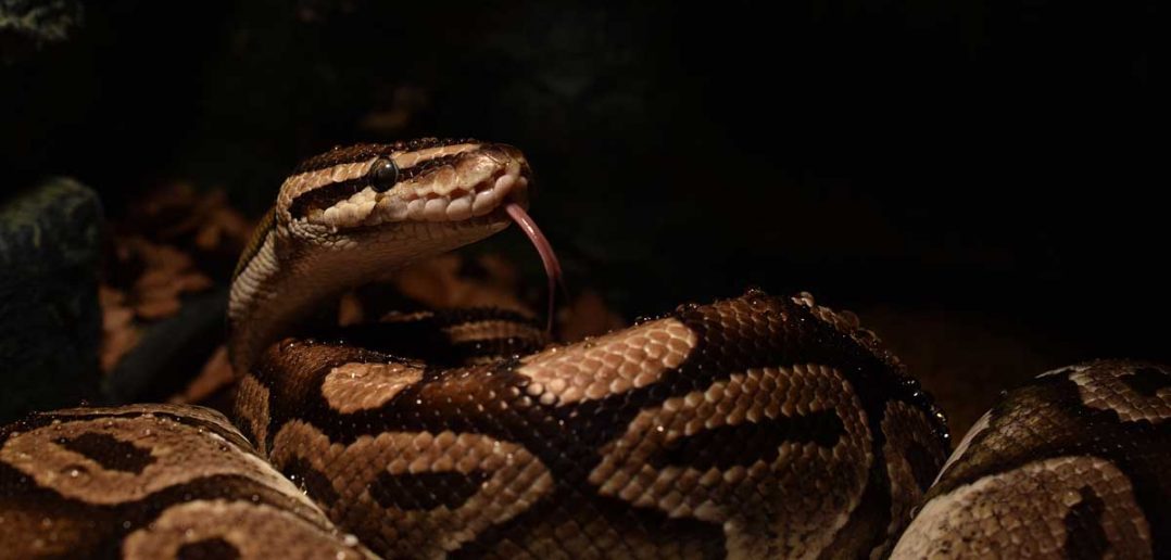 ball python snake