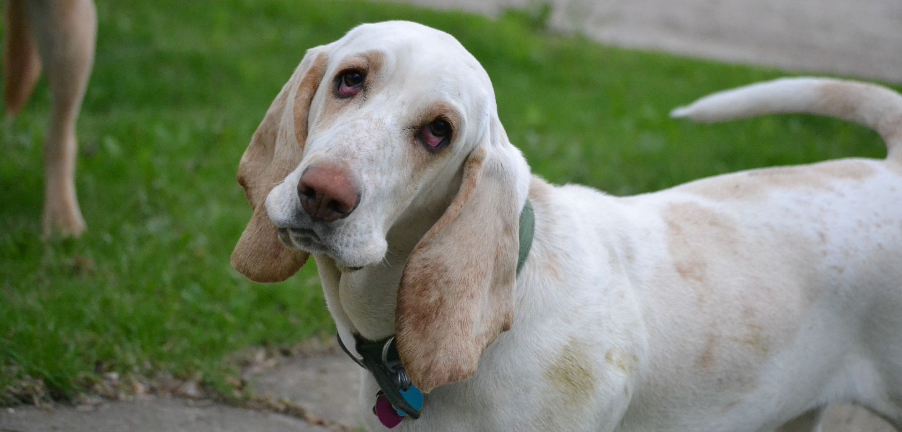 The Most Difficult Dog Breeds To Raise