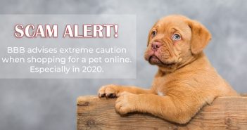 banner featuring a cute puppy with a scam alert warning