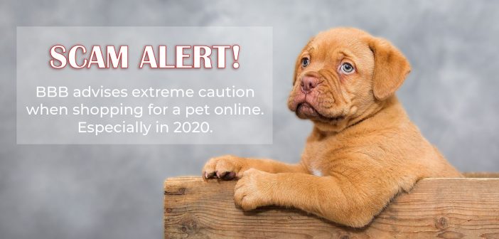 banner featuring a cute puppy with a scam alert warning