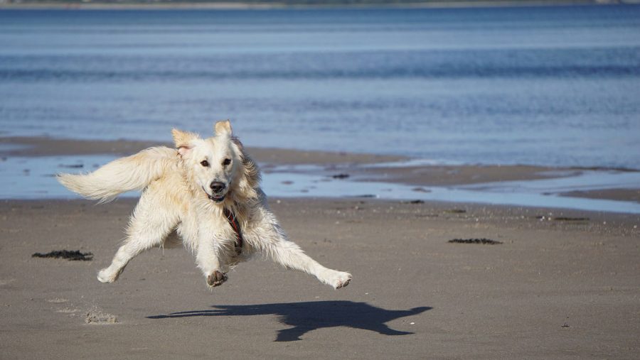 dog running on the beach