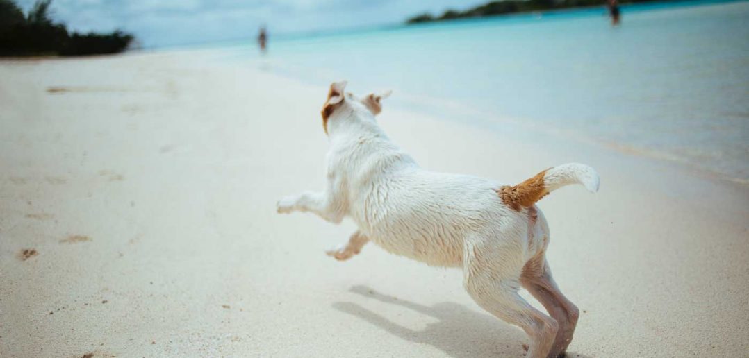 dog running on a beach