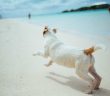 dog running on a beach