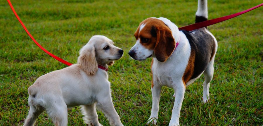cocker spaniel and beagle meeting at the dog park