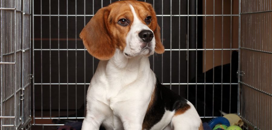 beagle in his crate with bed and toys