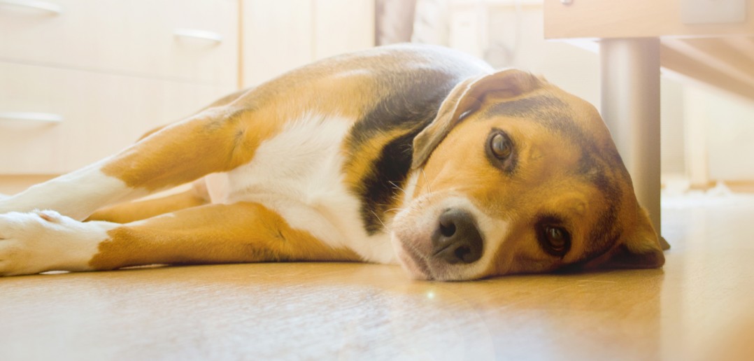 beagle dog laying on a hardwood floor