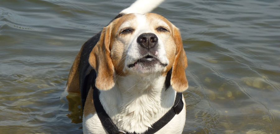 happy beagle at the lake