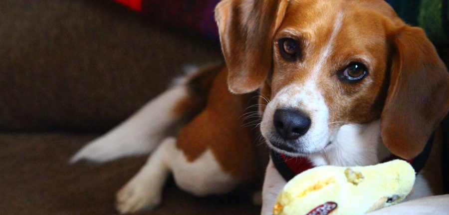 beagle with his dog toy