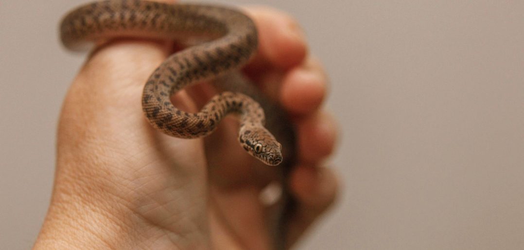 Small non-venomous snake being gently held in a person’s hand