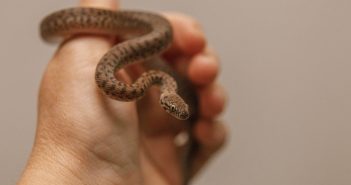 Small non-venomous snake being gently held in a person’s hand