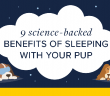 graphic illustration of 2 dogs at night