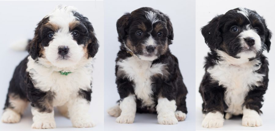 three bernedoodle puppies