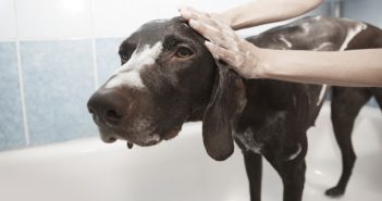 big dog in a bathtub