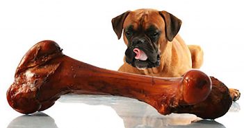 huge dog bone in front of a dog licking his chops