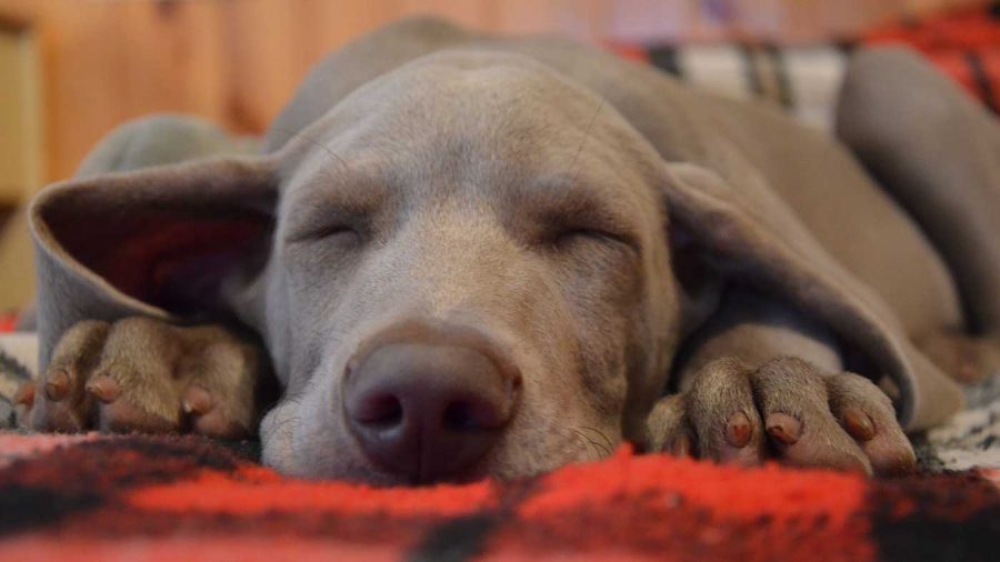 big dog sleeping in bed