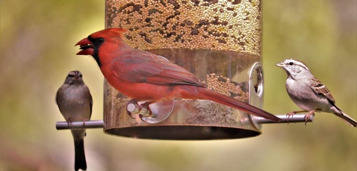 three birds eating bird seed from a bird feeder