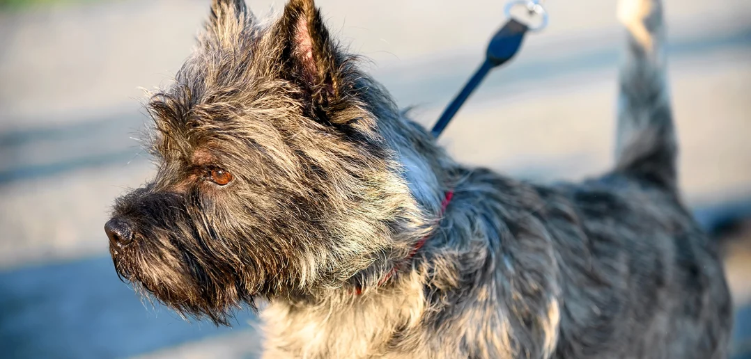 Close-up of a black and gray Cairn Terrier on a leash, standing outdoors on a sunny day, looking attentively into the distance.