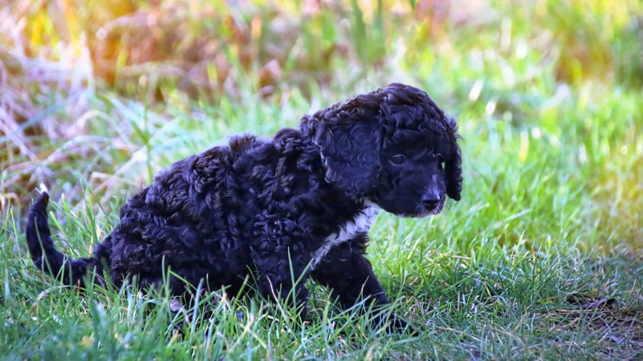 little black cockapoo puppy outside in the grass