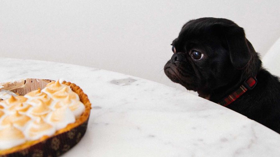 black pug eyeing a pie on the kitchen table