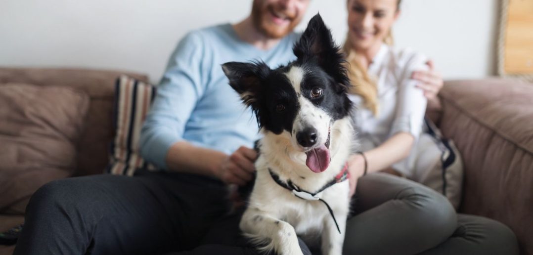 happy black and white dog in the forefront with a couple sitting on a couch in the background