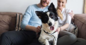 happy black and white dog in the forefront with a couple sitting on a couch in the background