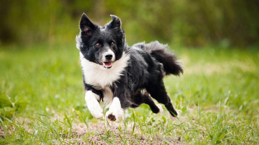 Black and white Border Collie running through a grassy field with an alert, playful expression