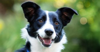 Outdoor portrait of a black and white Border Collie dog with alert ears and bright, expressive eyes against a blurred green background