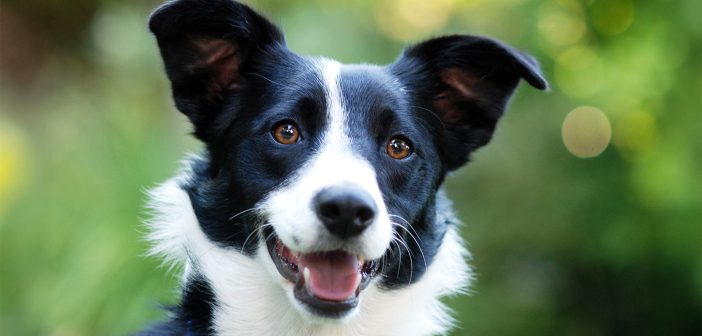 Outdoor portrait of a black and white Border Collie dog with alert ears and bright, expressive eyes against a blurred green background