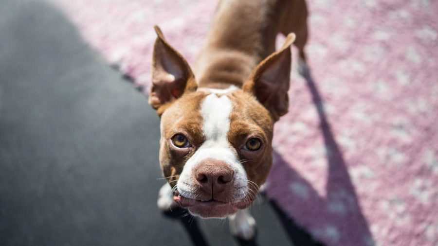 boston terrier dog staring up at viewer
