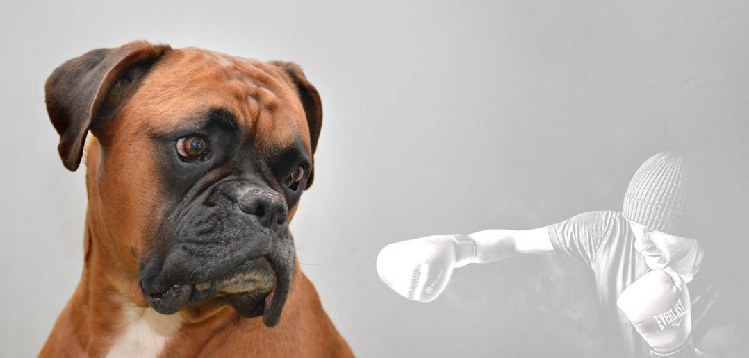 brown boxer dog looking at boxing man
