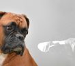 brown boxer dog looking at boxing man
