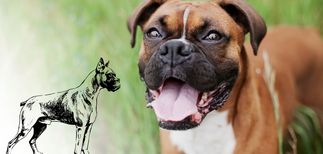 boxer dog and a boxer dog breed sketch