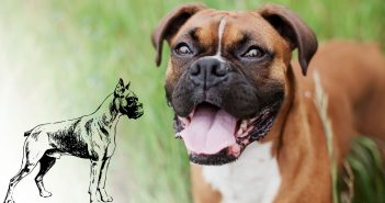 boxer dog and a boxer dog breed sketch
