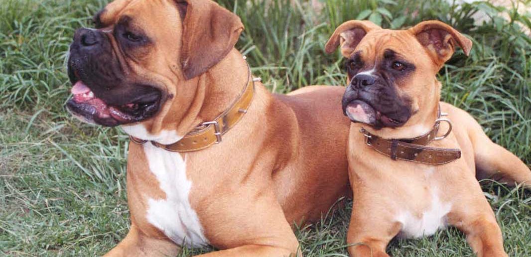 two boxer dogs