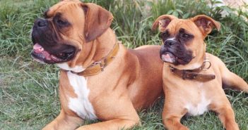 two boxer dogs