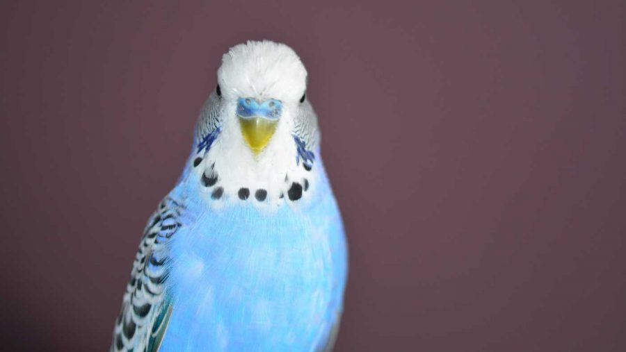 pretty blue parakeet or budgie