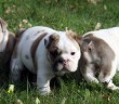 purebred bulldog puppies