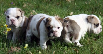 purebred bulldog puppies