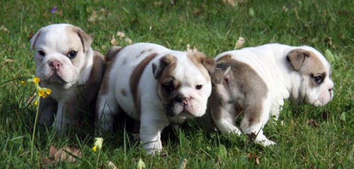 purebred bulldog puppies