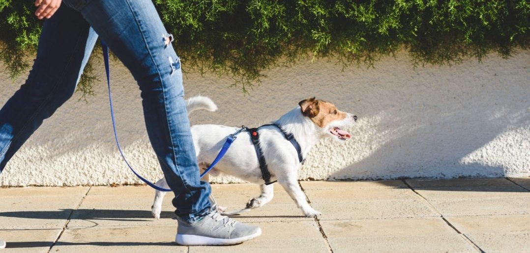 What Are Businesses That Pet Lovers Can Start?