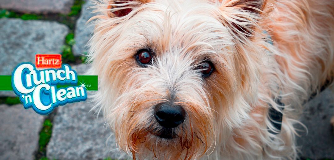 cairn terrier picture with hartz crunch n' clean logo