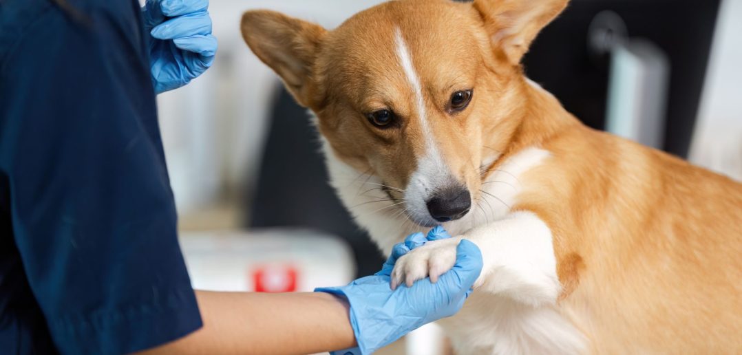 Dog receiving a routine vaccination at a veterinary clinic to help prevent canine infectious hepatitis.