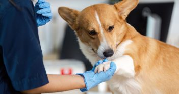 Dog receiving a routine vaccination at a veterinary clinic to help prevent canine infectious hepatitis.