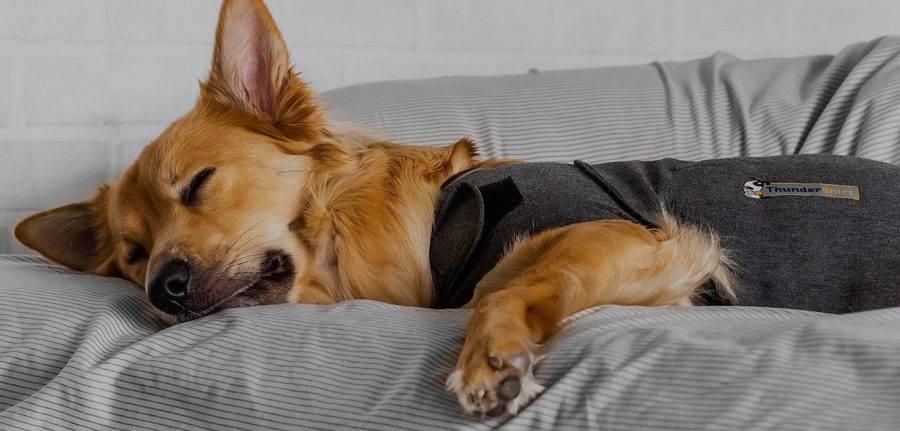 Relaxed dog taking a nap while wearing a thundershirt calming coat
