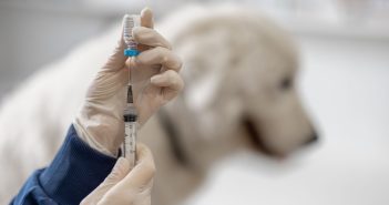 close up of a vet's hands holding a canine distemper vaccine with a dog in the background