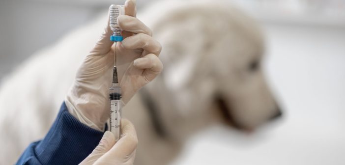 close up of a vet's hands holding a canine distemper vaccine with a dog in the background