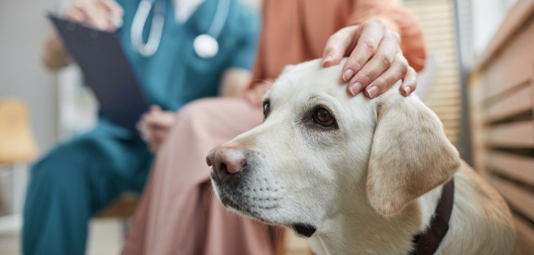 Dog sits calmly next to owner at vet visit, vet reviewing chart in background