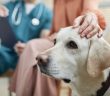 Dog sits calmly next to owner at vet visit, vet reviewing chart in background