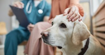Dog sits calmly next to owner at vet visit, vet reviewing chart in background