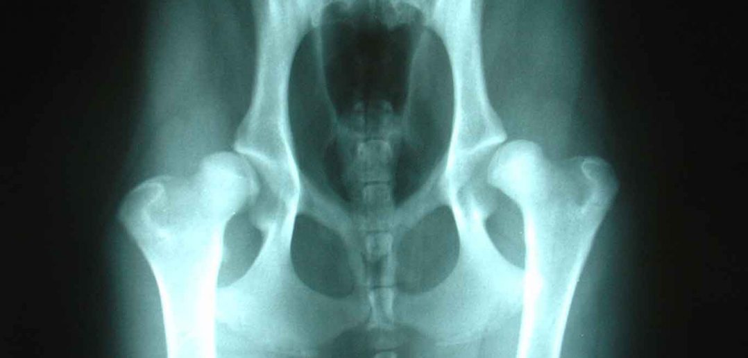 xray of hip dysplasia in dog (wikimedia)